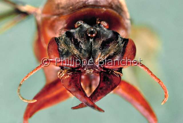 Dorylus fulvus male.JPG - in "Portraits d'insectes" ed. SeuilDorylus fulvusMagnanfourmi nomade maleDriver antHymenopteraFormicidaeMaroc
